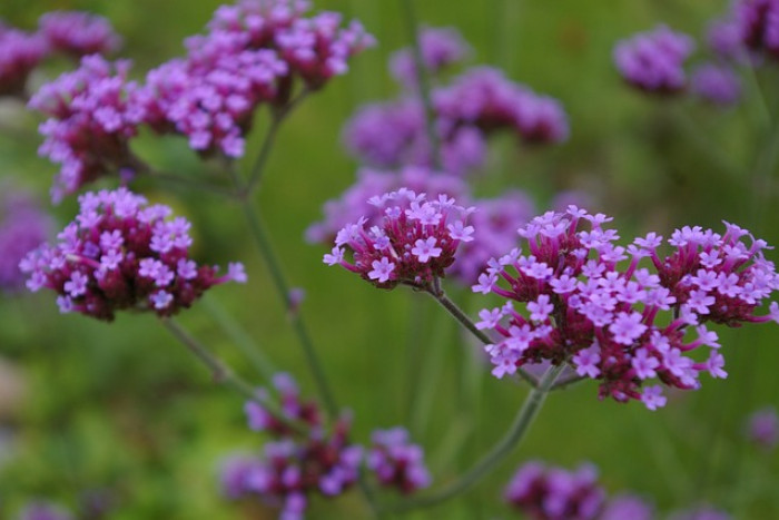 Werbena pospolita (Verbena officinalis) – właściwości, uprawa i zastosowanie 🌿
