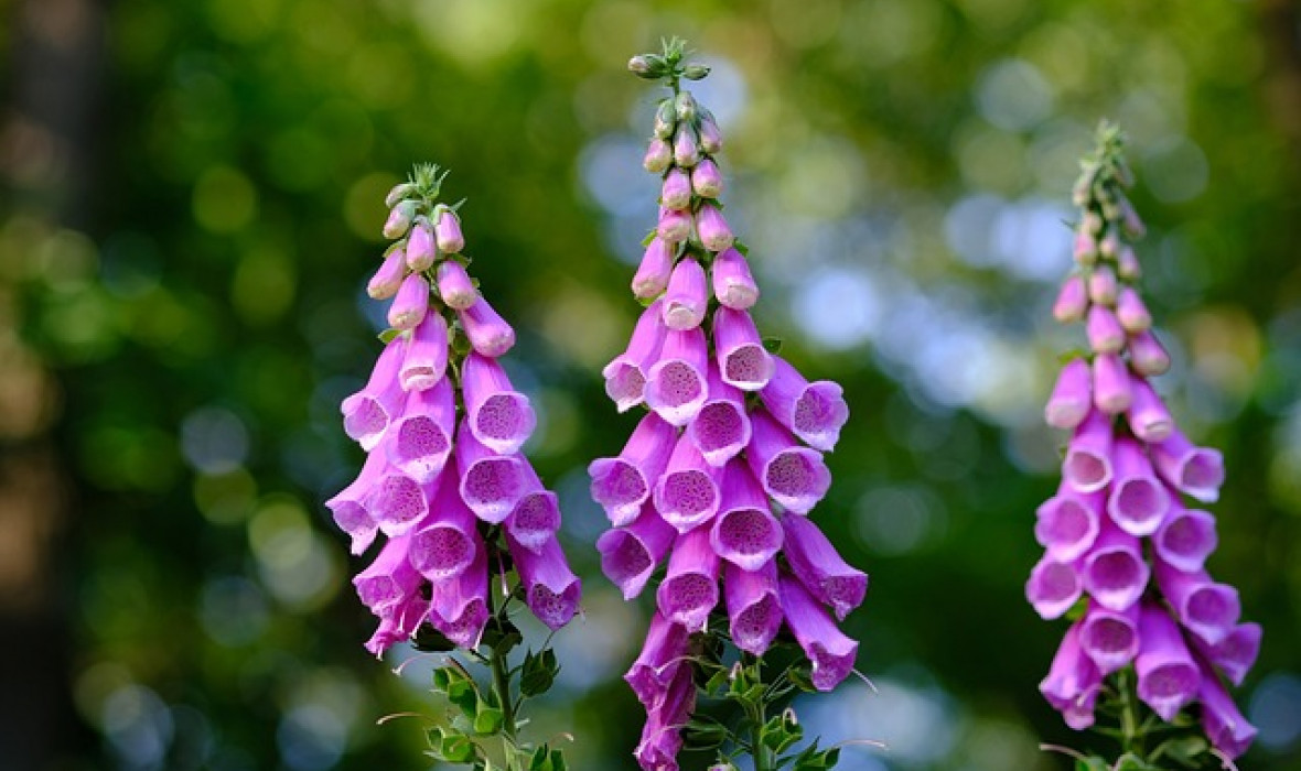 Naparstnica (Digitalis) – uprawa, właściwości i zastosowanie 🌿