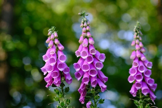 Naparstnica (Digitalis) – uprawa, właściwości i zastosowanie 🌿
