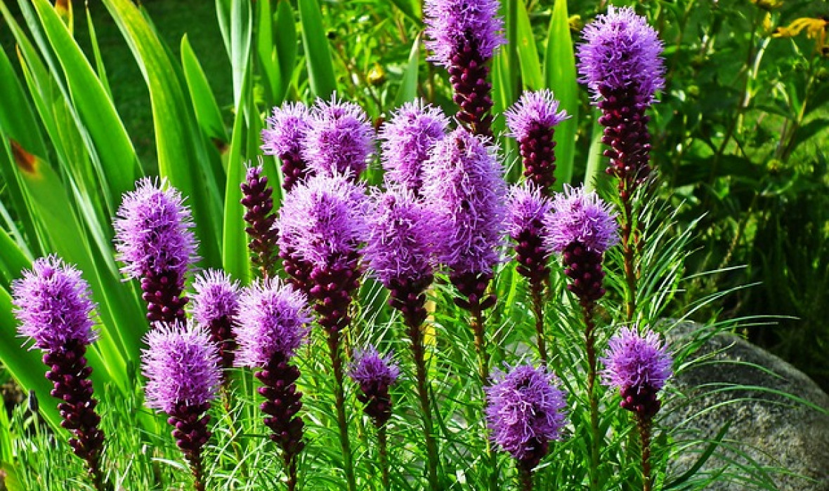 Liatra kłosowa (Liatris spicata) – uprawa, pielęgnacja i zastosowanie 🌿