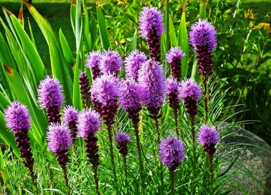 Liatra kłosowa (Liatris spicata) – uprawa, pielęgnacja i zastosowanie 🌿