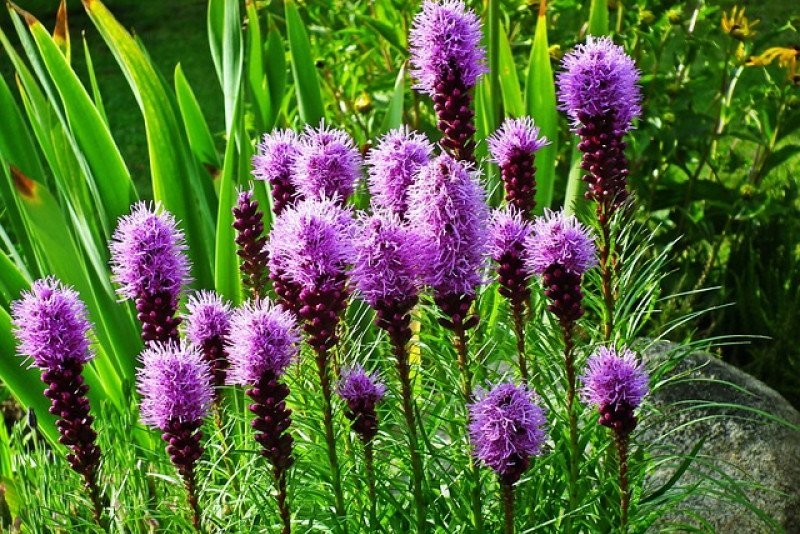 Liatra kłosowa (Liatris spicata) – uprawa, pielęgnacja i zastosowanie 🌿