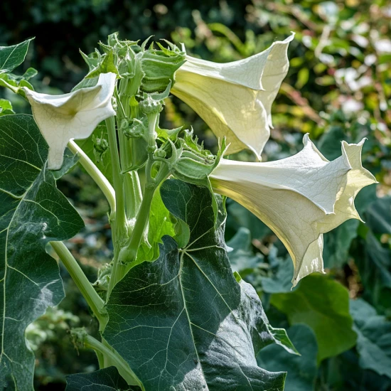 🌿 Bieluń Wspaniały Biały (Datura metel) – egzotyczna piękność z charakterem