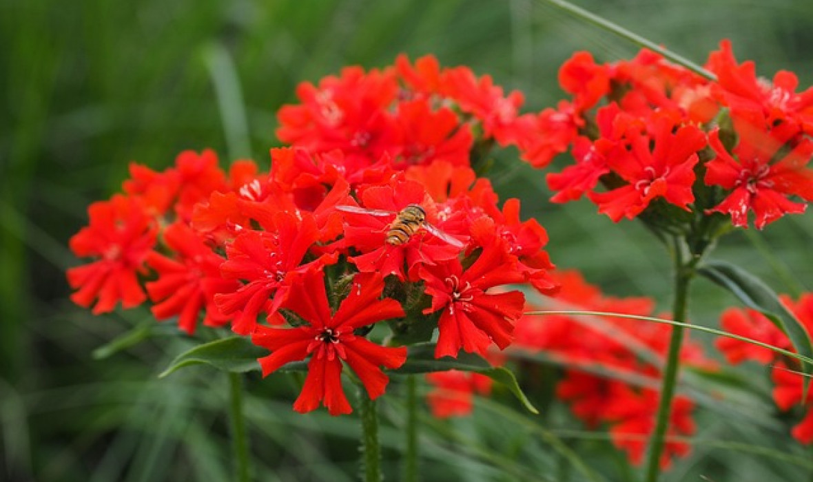 🌺 Firletka chalcedońska (Silene chalcedonica) – Ognista dama ogrodu