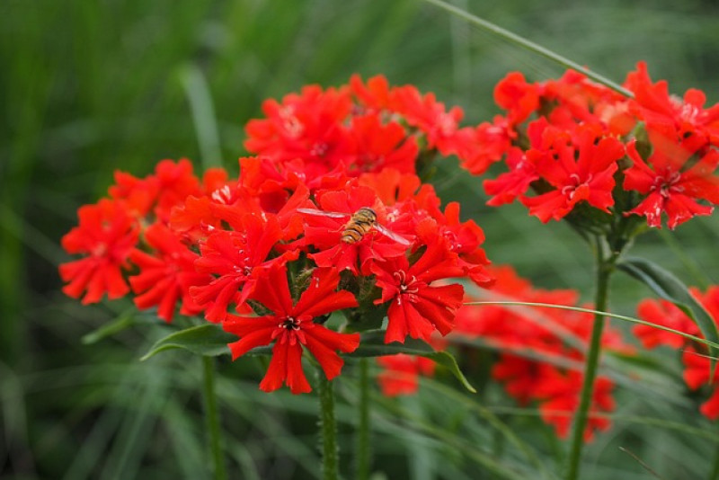 🌺 Firletka chalcedońska (Silene chalcedonica) – Ognista dama ogrodu