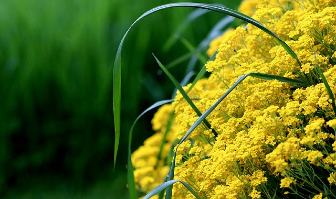 🌼 Smagliczka skalna (Alyssum saxatile) – Złota kaskada na skalniaki i murki