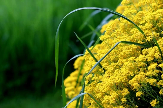 🌼 Smagliczka skalna (Alyssum saxatile) – Złota kaskada na skalniaki i murki