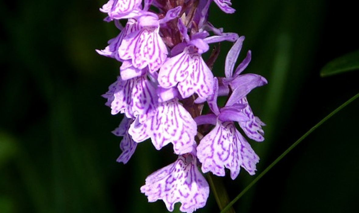 🌸 Kukułka plamista (Dactylorhiza maculata) – dziko rosnący storczyk z charakterem