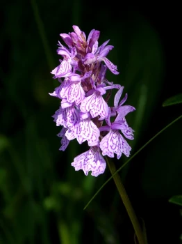 🌸 Kukułka plamista (Dactylorhiza maculata) – dziko rosnący storczyk z charakterem