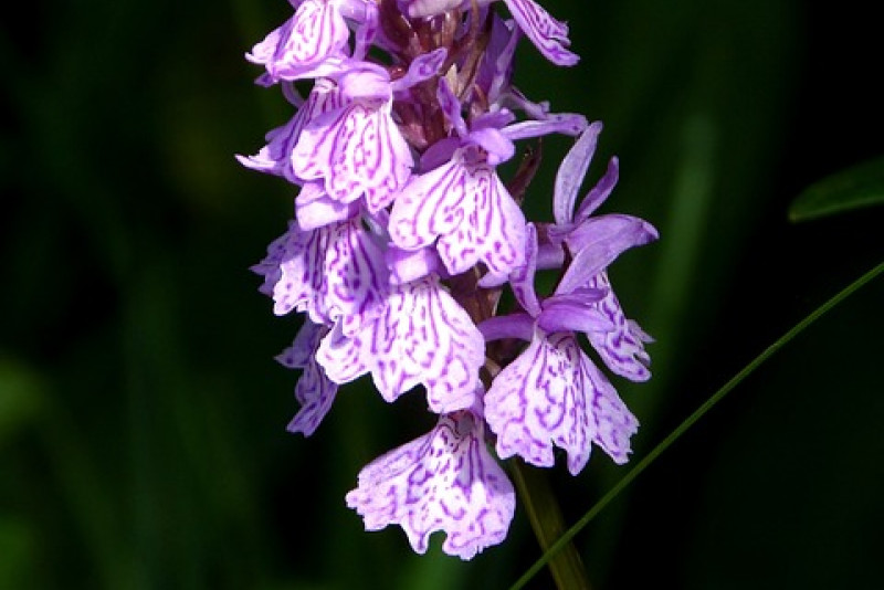 🌸 Kukułka plamista (Dactylorhiza maculata) – dziko rosnący storczyk z charakterem