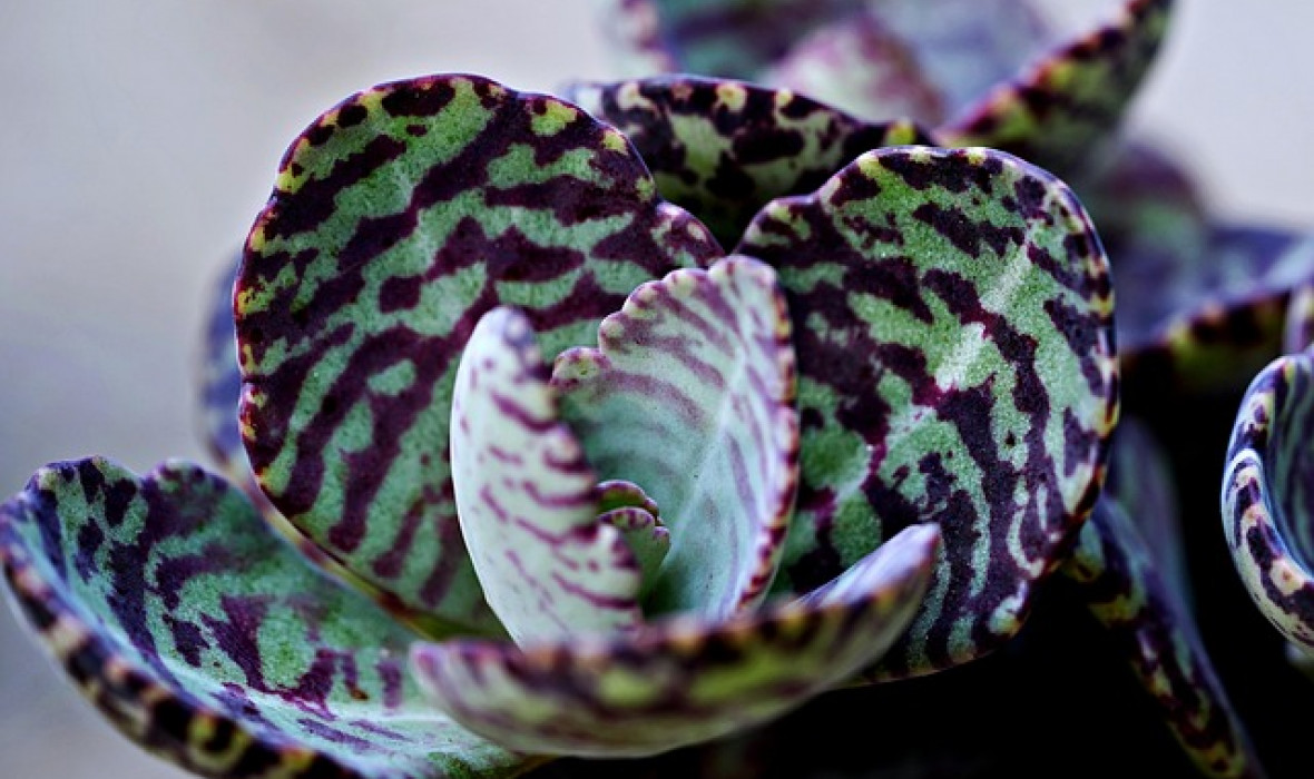 Adromischus maculatus (Calico Hearts) – wyjątkowy sukulent o nakrapianych liściach
