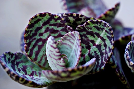 Adromischus maculatus (Calico Hearts) – wyjątkowy sukulent o nakrapianych liściach