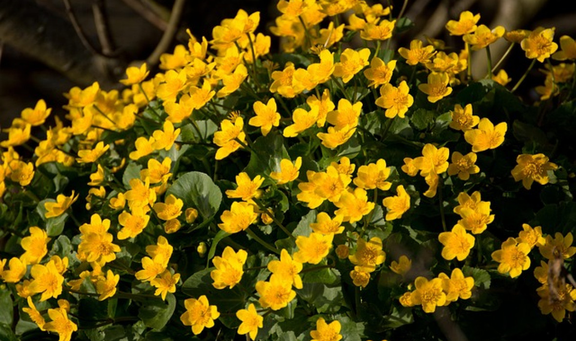 🌼 Kaczeniec/ Knieć błotna (Caltha palustris) – złoto wiosennych mokradeł!