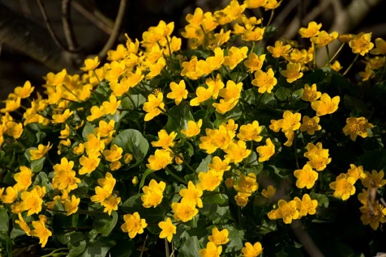 🌼 Kaczeniec/ Knieć błotna (Caltha palustris) – złoto wiosennych mokradeł!