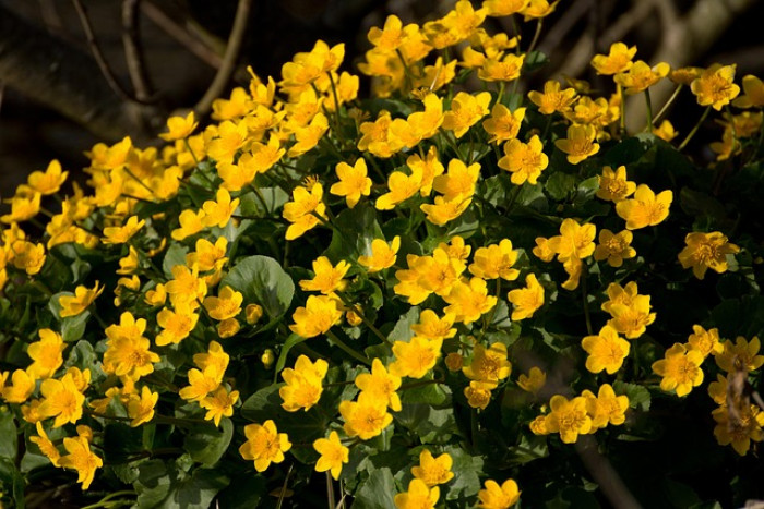 🌼 Kaczeniec/ Knieć błotna (Caltha palustris) – złoto wiosennych mokradeł!
