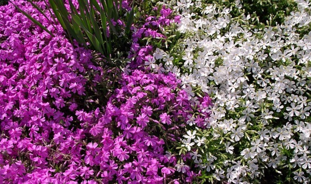 🌸 Żagwin ogrodowy (Aubrieta × cultorum) – kolorowy dywan w Twoim ogrodzie