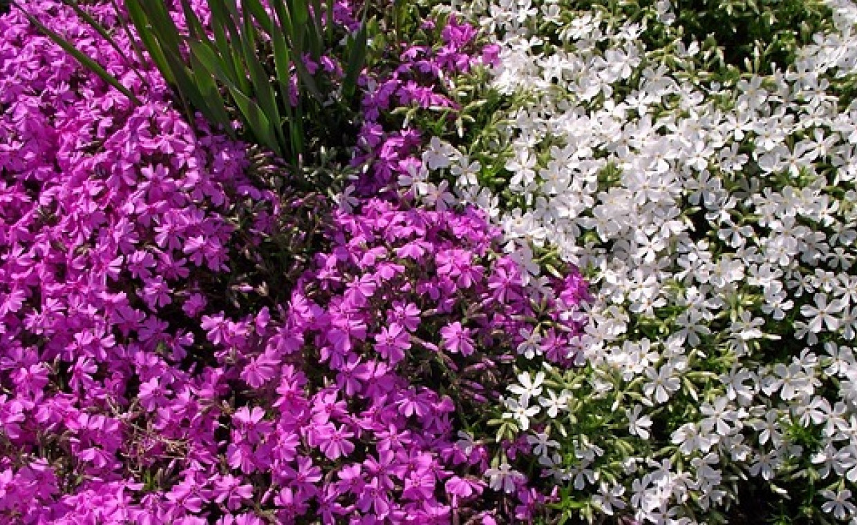 🌸 Żagwin ogrodowy (Aubrieta × cultorum) – kolorowy dywan w Twoim ogrodzie