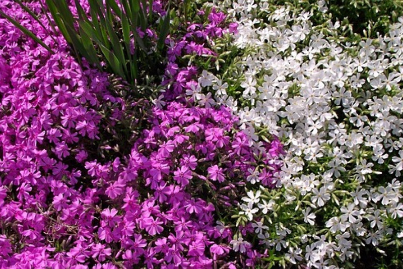 🌸 Żagwin ogrodowy (Aubrieta × cultorum) – kolorowy dywan w Twoim ogrodzie