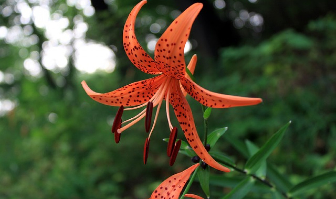 🌸 Lilia tygrysia (Lilium lancifolium) 🌸