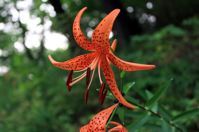 🌸 Lilia tygrysia (Lilium lancifolium) 🌸