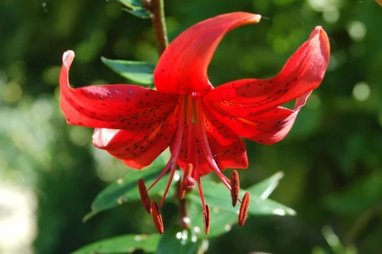🌺 Lilia tygrysia 'Red Life' – Pielęgnacja, wskazówki i sekrety kwitnienia