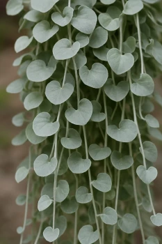 🌿 Dichondra 'Silver Falls' – Srebrna piękność do donic i ogrodów