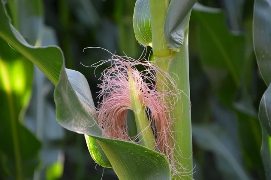 🌽 Zea mays – Kukurydza zwyczajna: Złoto pól i kuchni