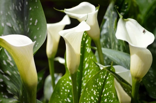 🌸 Cantedeskia (Zantedeschia) – kalia: elegancja w doniczce