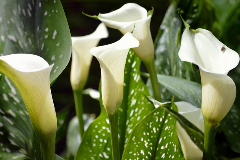 🌸 Cantedeskia (Zantedeschia) – kalia: elegancja w doniczce