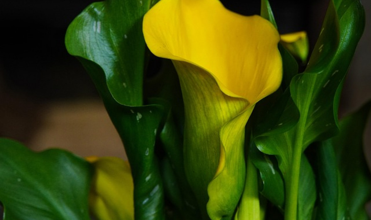 🌼 Zantedeschia 'Captain Tendens' – słoneczna kalia do uprawy doniczkowej