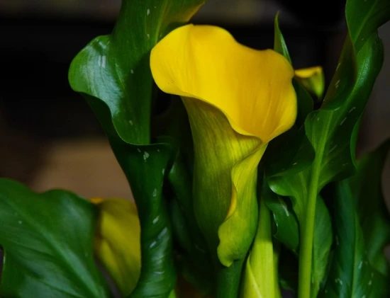 🌼 Zantedeschia 'Captain Tendens' – słoneczna kalia do uprawy doniczkowej