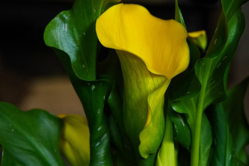 🌼 Zantedeschia 'Captain Tendens' – słoneczna kalia do uprawy doniczkowej