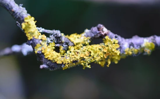 🌿 Xanthoria parietina – Złotorost ścienny: naturalny wskaźnik czystości powietrza