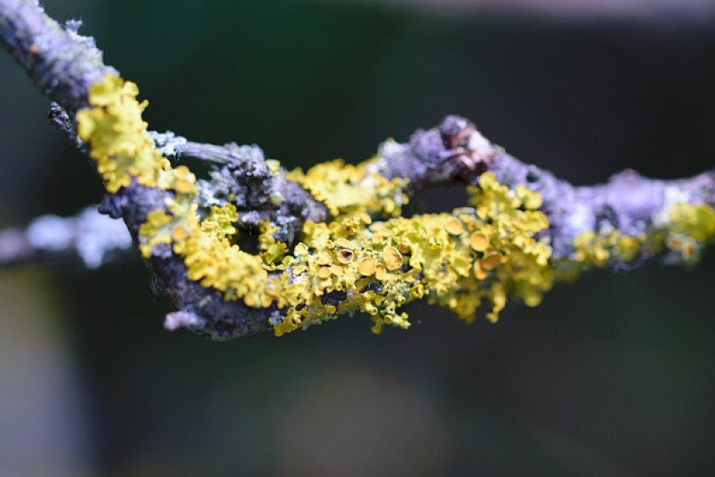 🌿 Xanthoria parietina – Złotorost ścienny: naturalny wskaźnik czystości powietrza