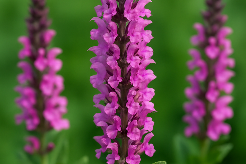 🌸 Szałwia omszona (Salvia nemorosa) 'Pink Field'  – subtelna szałwia ogrodowa o różowych kłosach