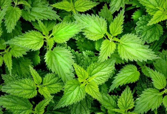 🌿 Pokrzywa zwyczajna – chwast czy leczniczy skarb ogrodu?