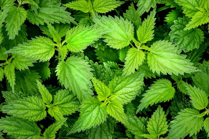 🌿 Pokrzywa zwyczajna – chwast czy leczniczy skarb ogrodu?