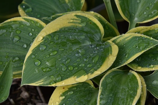 🌿 Funkia (Hosta) 'First Frost' – ozdoba cienistych zakątków ogrodu