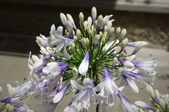 🌸 Agapant afrykański 'Twister' – elegancja w niebiesko-białych barwach
