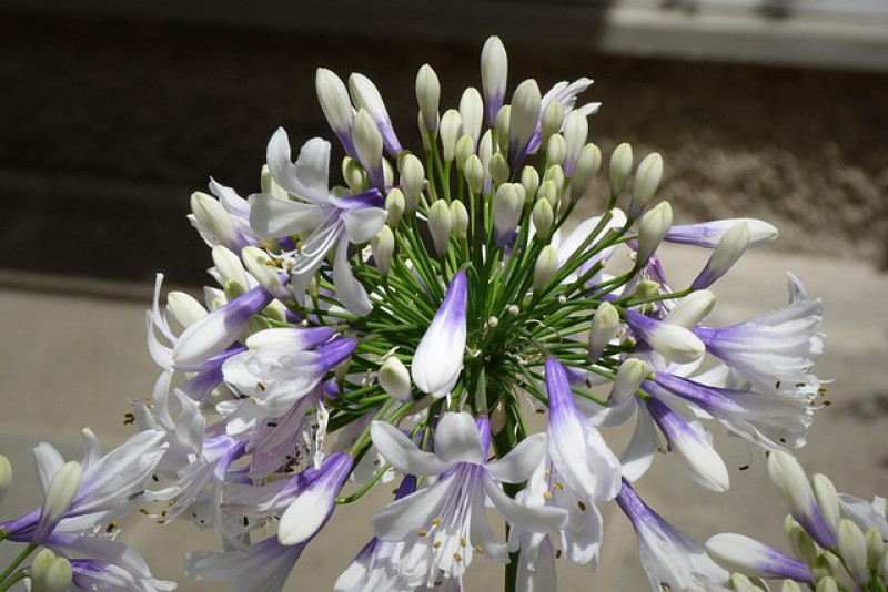 🌸 Agapant afrykański 'Twister' – elegancja w niebiesko-białych barwach