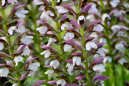 Akant (Acanthus) 'White Lips' w Twoim ogrodzie