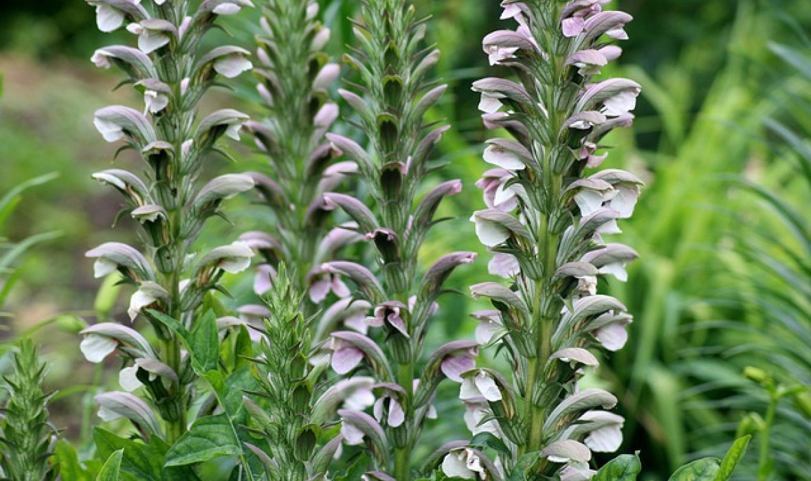 Akant długolistny (Acanthus longifolius) w ogrodzie naturalnym i nowoczesnym