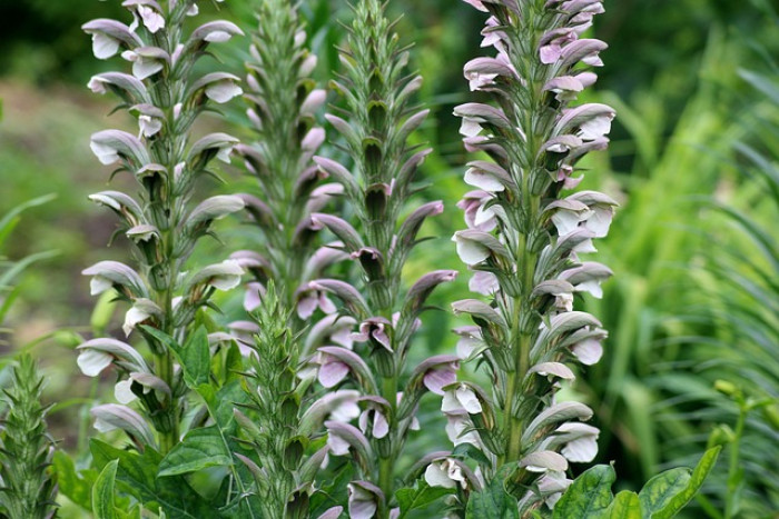 Akant długolistny (Acanthus longifolius) w ogrodzie naturalnym i nowoczesnym