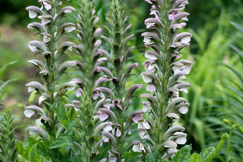 Akant długolistny (Acanthus longifolius) w ogrodzie naturalnym i nowoczesnym