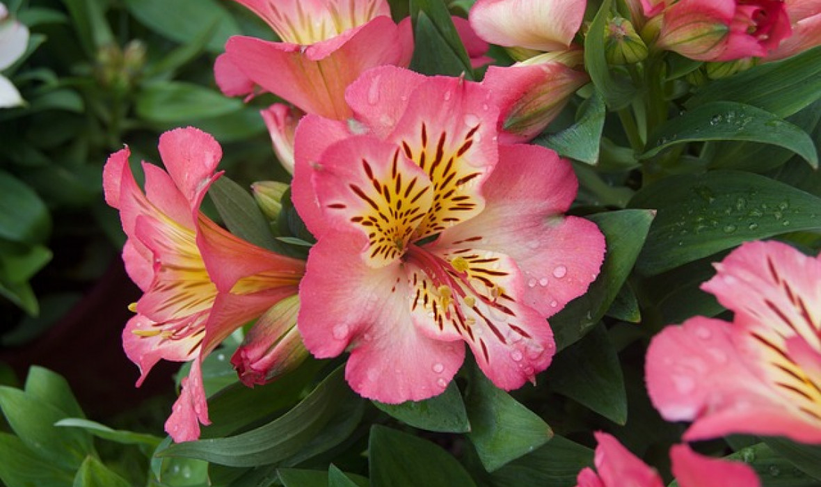 🌸 Alstremeria ‘Cahors’ – elegancja na rabacie i w wazonie