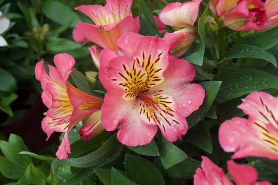 🌸 Alstremeria ‘Cahors’ – elegancja na rabacie i w wazonie