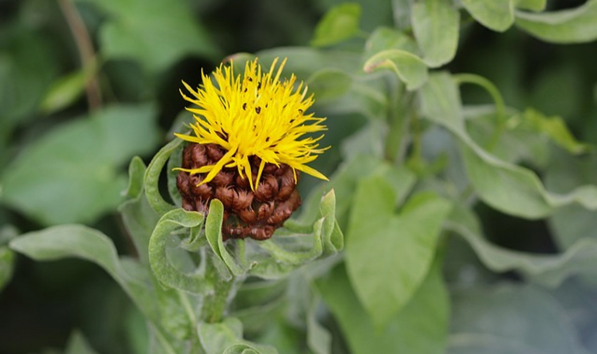 🌼 Chaber wielkogłówkowy (Centaurea macrocephala) – żółta perła wśród bylin