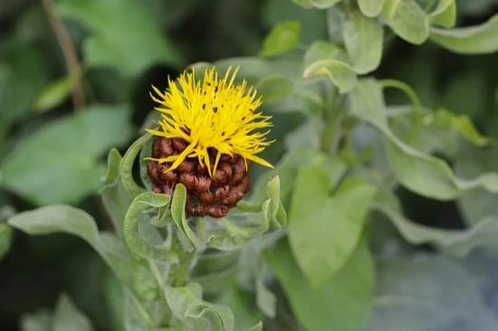 🌼 Chaber wielkogłówkowy (Centaurea macrocephala) – żółta perła wśród bylin