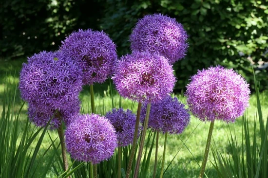 🟣 Czosnek ozdobny 'Millenium' (Allium 'Millenium') – kuliste piękno bez wysiłku