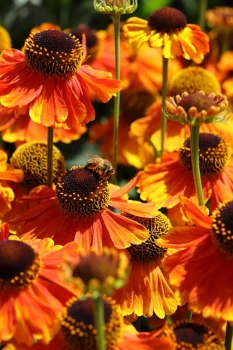 🌼 Dzielżan 'Biedermeier' – kolorowy akcent późnego lata
